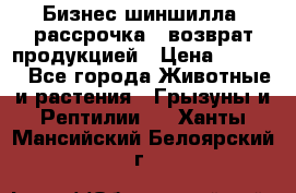 Бизнес шиншилла, рассрочка - возврат продукцией › Цена ­ 4 500 - Все города Животные и растения » Грызуны и Рептилии   . Ханты-Мансийский,Белоярский г.